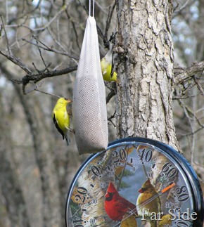 Gold Finches