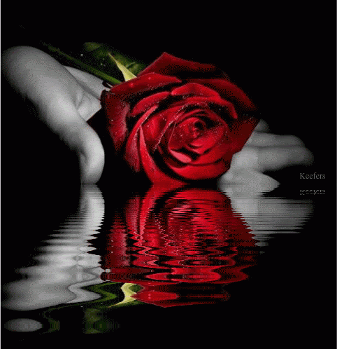 Flowers Roses on Kefers Flowers Rosen Roses Lav Animated 002 Sss Red Roses Hott My
