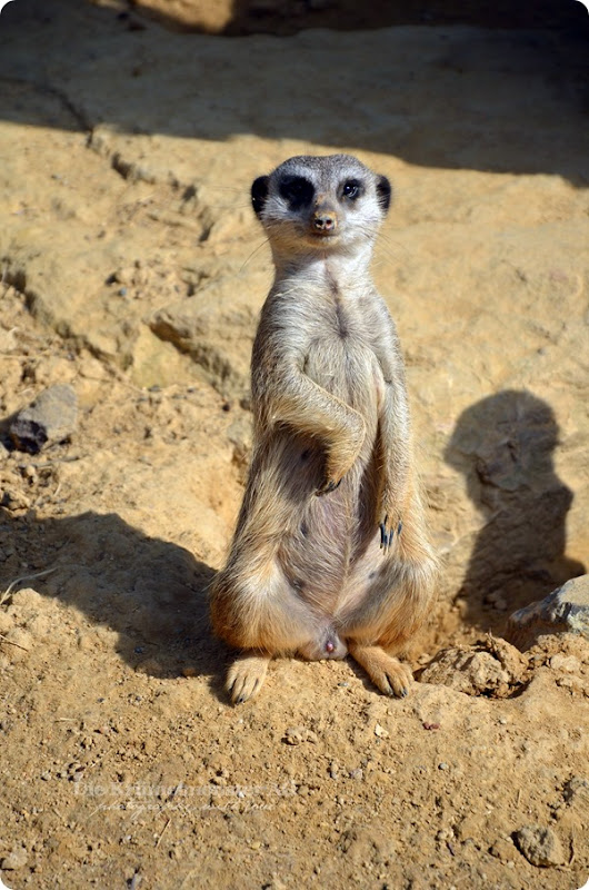 Zoo Frankfurt Erdmännchen schläft im Stehen 150813