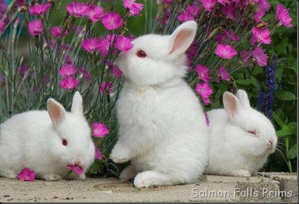 bunnies and flowers