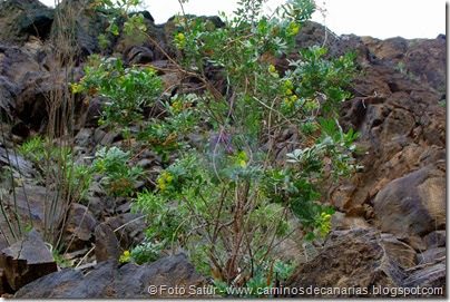 7621 Arteara-San Fernando(Ruda Gran Canaria) 7621 Arteara-San Fernando(Ruda Gran Canaria)