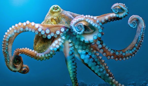 [Octopus3.jpg]
