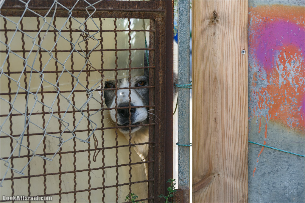 LookAtIsrael.com - Фото путешествия по Израилю | Портреты собак Тель Авива