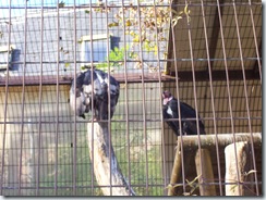 2011.11.14-014 vautours papes