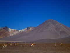 Vicunas and mountains in Southwestern Bolivia.