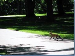6511 Ottawa 1 Sussex Dr - Rideau Hall - a fox