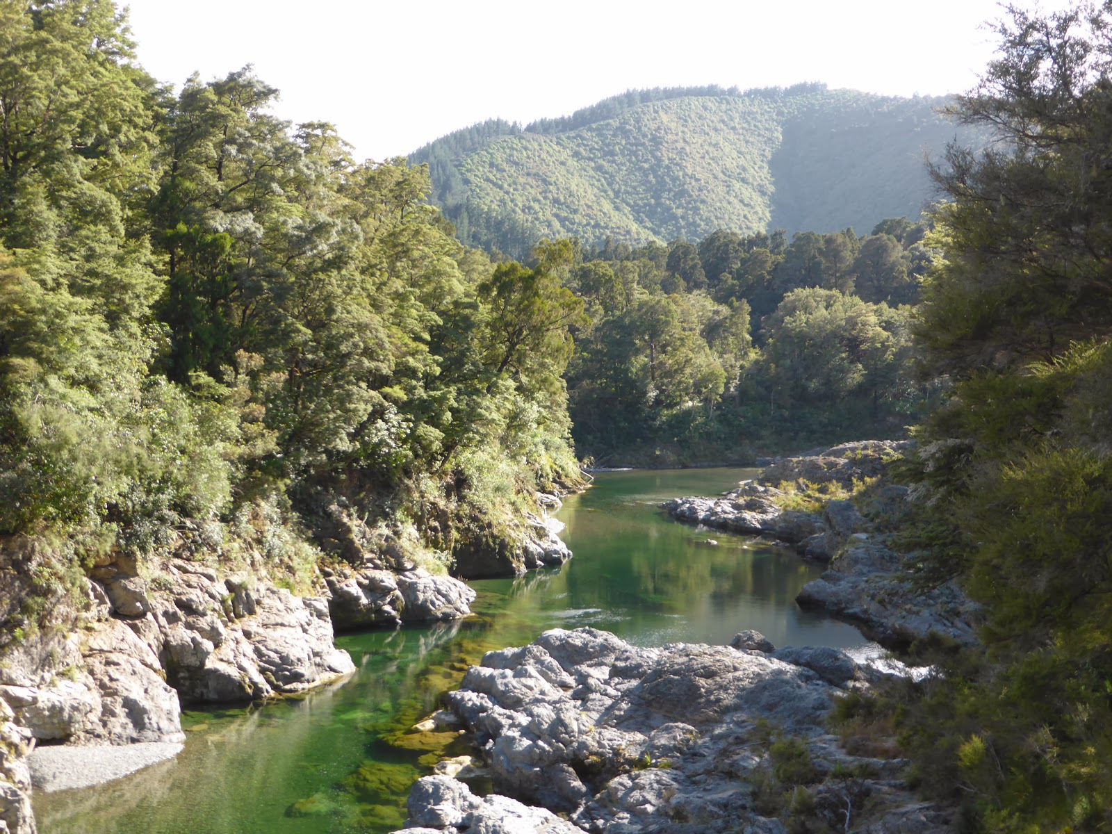 Auf der Such nach Kiwis Road Connection to Pelorus River Track