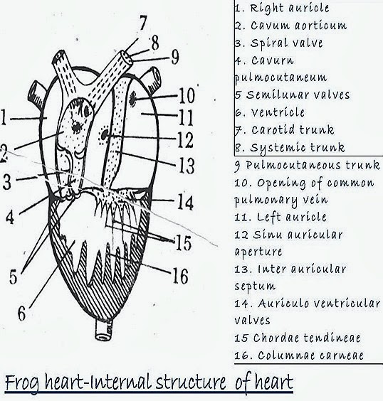 Frog Heart Anatomy
