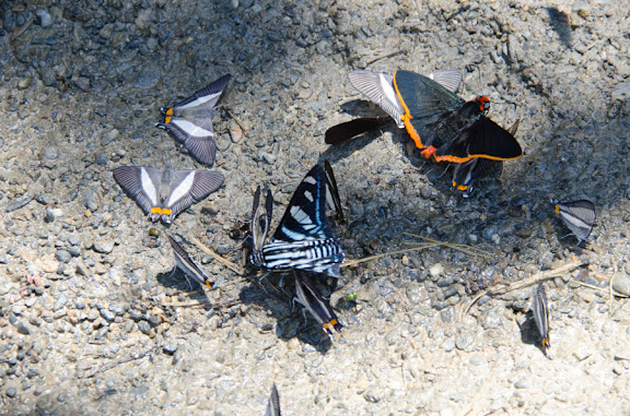 Des Yungas au Beni - Siseme neurodes caudalis BATES, 1868 ; à gauche Jemadia hewitsonii MABILLE, 1878 ; à droite : Pyrrhopyge phylleia phylleia HEWITSON, 1874. Nord de Coroico à 1000 m d'alt. (Yungas, Bolivie), 16 octobre 2012. Photo : C. Basset