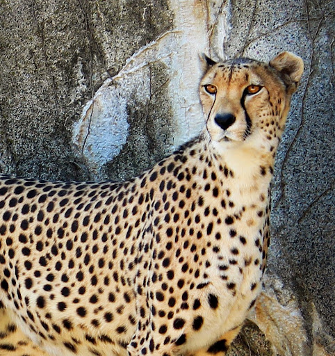Kansas city zoo coupons