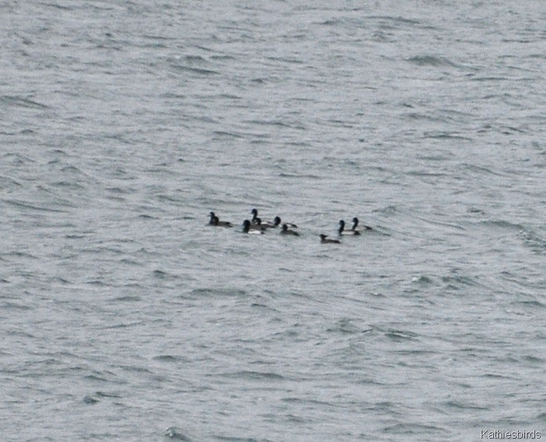 [17.%25201-11-15%2520Scaups%2520mere%2520Point%2520Boat%2520launch-kab%255B3%255D.jpg]