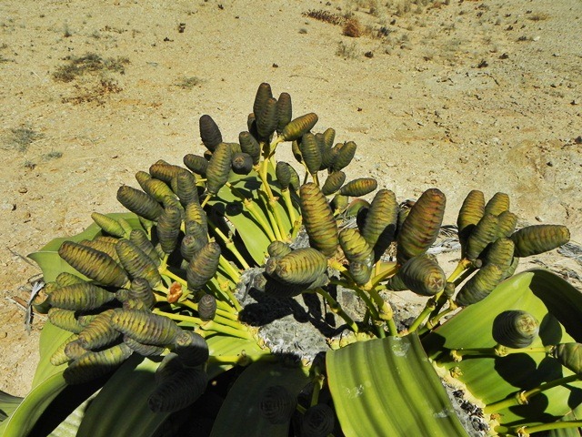[Welwitschia_DSCN6440%255B2%255D.jpg]
