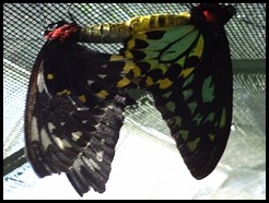Australia, Kuranda Butterfly Park (19)