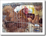 maternal-recebe-visita-da-galinha (6)