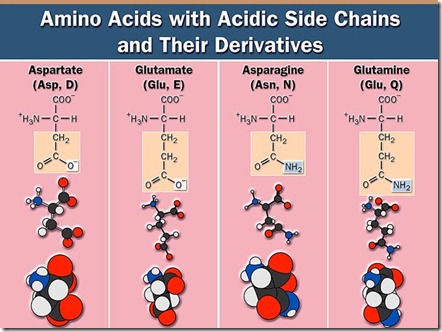 amino acids-4