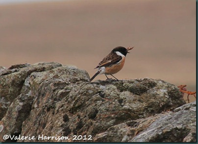 50-stonechat-and-emperor