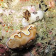 Nudibranchs of Hawaii