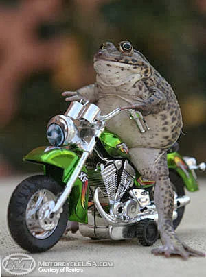 frog on a motorcycle.jpg