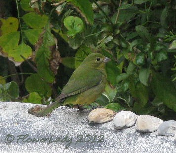 [01-13-finch4%255B4%255D.jpg]