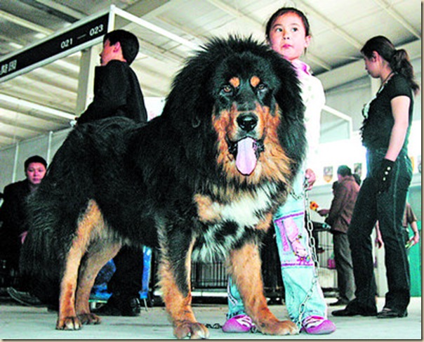 Dogue du Tibet ou Mastiff Tibétain 10