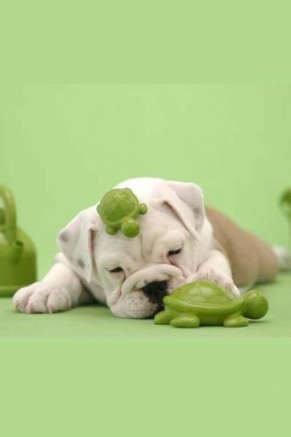 Cute-sleeping-dog-f