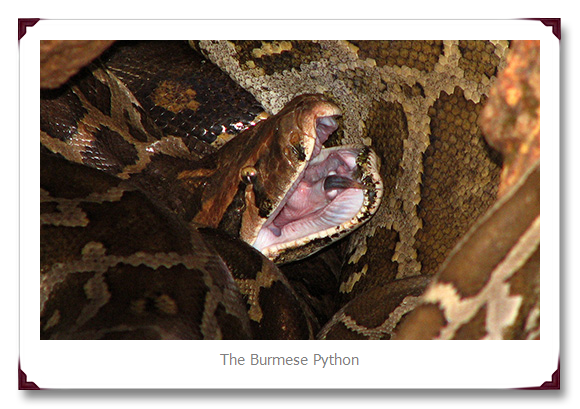Burmese Python Snakes
