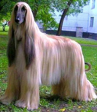 3 удивительные овчарки с пышными "прическами" Pets2.me Дзен