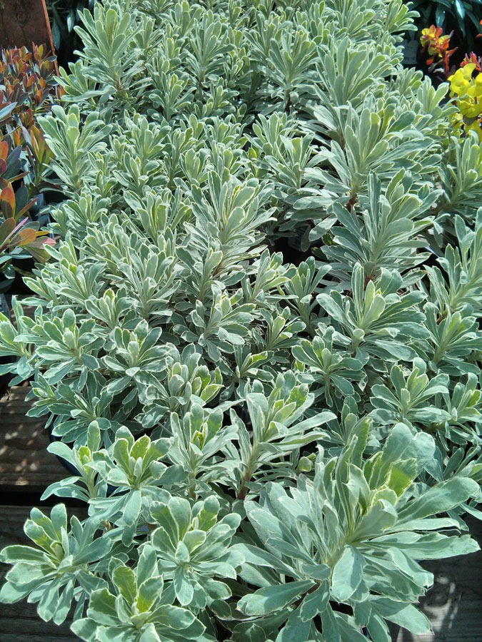 [130315_GreenAcresFolsom_Euphorbia-Silver-Swan%255B3%255D.jpg]