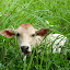 Penang - święta krowa
