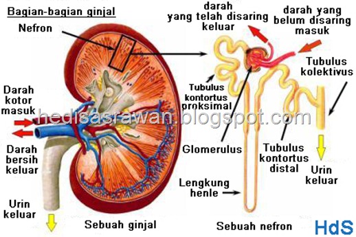 bagian-bagian dan anatomi ginjal dalam bahasa indonesia