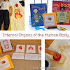 Human Body Unit: The Internal Organs