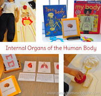 Human Body Unit: The Internal Organs