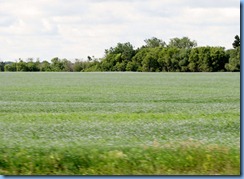 2121 Saskatchewan TC-1 East - flax crop fields