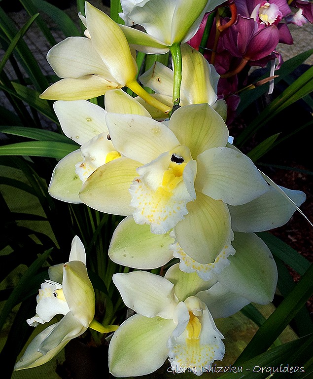 [Glria-Ishizaka---orquideas-2210.jpg]