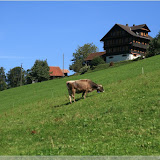 natürlich gibt es hier auch Kühe