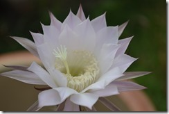Cactus flower
