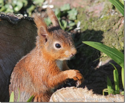 red-squirrel-4