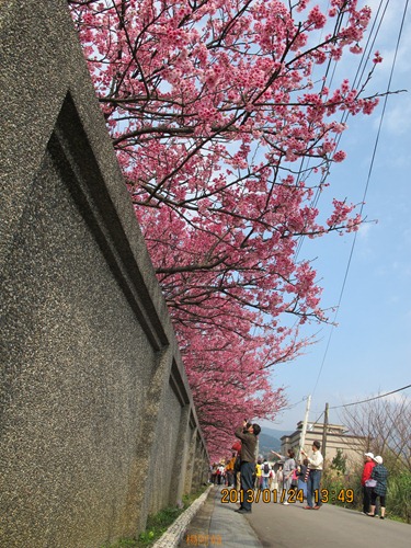 平菁街42巷寒櫻 - 211