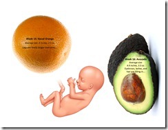 Fetal Size Chart wk15-16