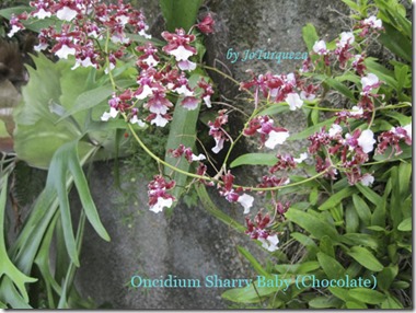 Oncidium Cherry Baby (Chocolate)