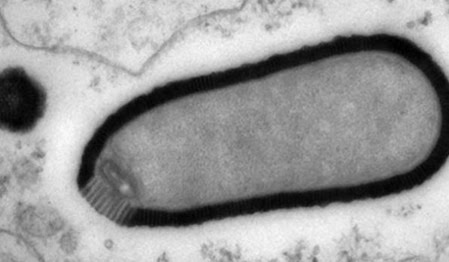 Científicos reviven un virus de 30.000 años