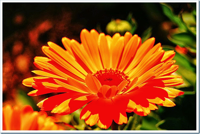 free-images-flowers-1 (1097)