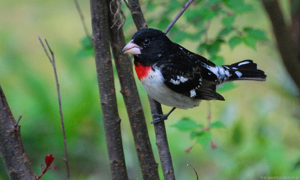 [DSC_9460%255B4%255D.jpg]