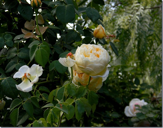 DSCN5440 DSCN5440