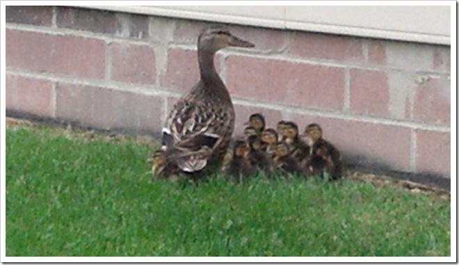 2012-05-12_Baby Ducks 7