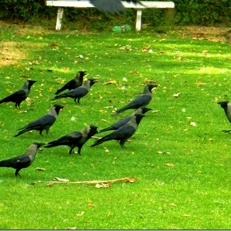 Crows Prayer