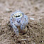 jumping spider