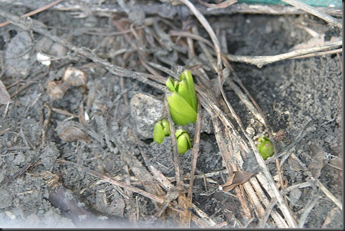 Hyacinth coming up