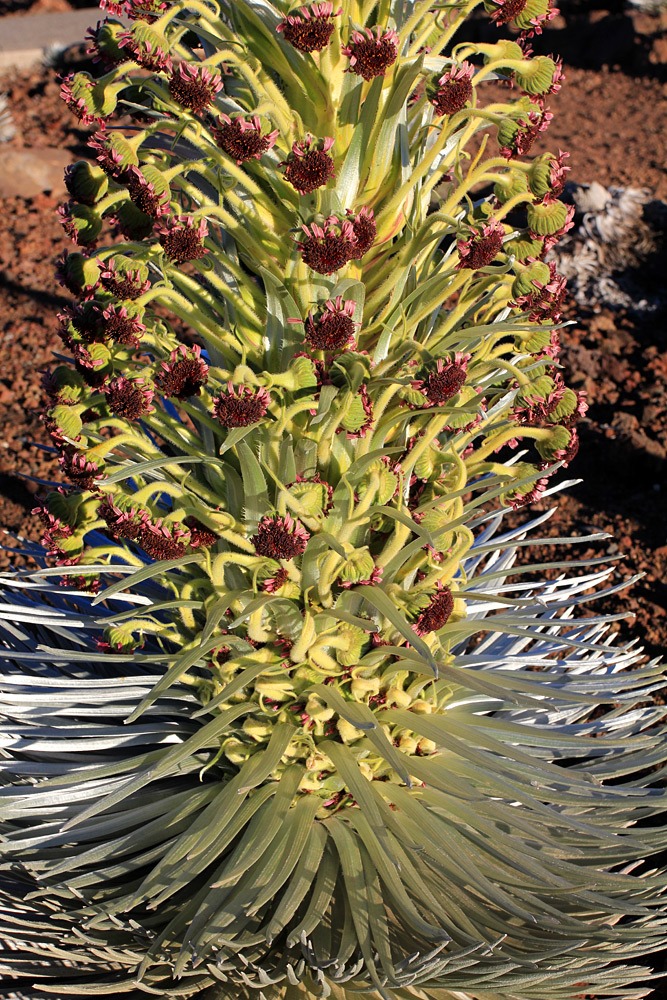 [130710_Haleakala_silversword_0183.jpg]