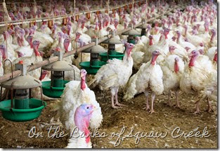 http://www.onthebanksofsquawcreek.com/2014/11/q-with-turkey-farmer.html